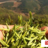 喝绿茶信阳毛尖需不需要洗茶