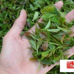 龙爪茶饮用方法